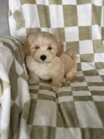 Teddy, a male Maltipoo for sale in Fort Myers, FL – 2 of 5