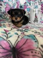 Chewy , a male Yorkshire Terrier for sale in Fort Myers, FL – 3 of 9