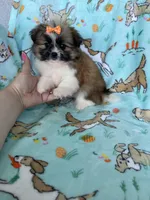 Buttercup , a female Bichon Frise and Shih Tzu for sale in Fort Myers, FL – Photo 5 of 6