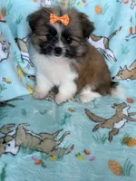 Buttercup , a female Bichon Frise and Shih Tzu for sale in Fort Myers, FL – Photo 4 of 6