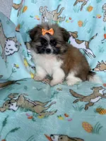 Buttercup , a female Bichon Frise and Shih Tzu for sale in Fort Myers, FL – Photo 6 of 6