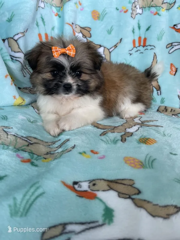 Buttercup  – Bichon Frise, Shih Tzu puppy for sale in Fort Myers, FL