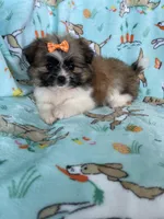 Buttercup , a female Bichon Frise and Shih Tzu for sale in Fort Myers, FL – Photo 1 of 6