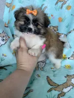 Buttercup , a female Bichon Frise and Shih Tzu for sale in Fort Myers, FL – Photo 2 of 6