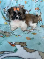Buttercup , a female Bichon Frise and Shih Tzu for sale in Fort Myers, FL – Photo 3 of 6