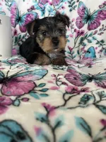 Archie , a male Yorkshire Terrier for sale in Fort Myers, FL – 7 of 8