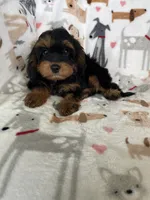 Toffee, a male Cavapoo for sale in Fort Myers, FL – 4 of 6