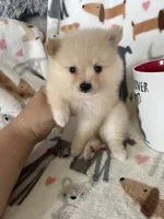Teddy, a male Pomeranian for sale in Fort Myers, FL – 7 of 7