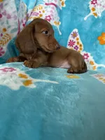 Truffle, a male Miniature Dachshund for sale in Fort Myers, FL – 2 of 7