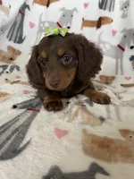Twixie , a female Miniature Dachshund for sale in Fort Myers, FL – 3 of 8
