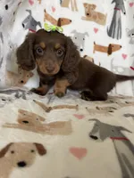 Twixie , a female Miniature Dachshund for sale in Fort Myers, FL – 2 of 8