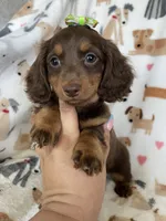 Twixie , a female Miniature Dachshund for sale in Fort Myers, FL – 6 of 8