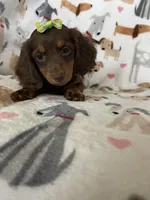 Twixie , a female Miniature Dachshund for sale in Fort Myers, FL – 5 of 8