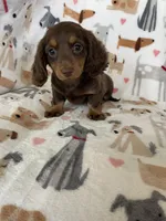 Twixie , a female Miniature Dachshund for sale in Fort Myers, FL – 7 of 8
