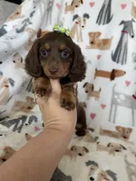 Twixie , a female Miniature Dachshund for sale in Fort Myers, FL – 4 of 8