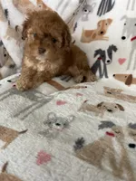 Leo, a male Cavapoo for sale in Fort Myers, FL – 4 of 6