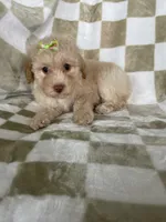 Goldie, a female Poodle - Toy  for sale in Fort Myers, FL – 6 of 6