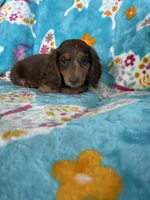 Fudge, a male Miniature Dachshund for sale in Fort Myers, FL – 6 of 6