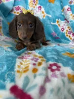 Twixie, a female Miniature Dachshund for sale in Fort Myers, FL – 9 of 10