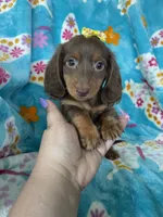 Twixie, a female Miniature Dachshund for sale in Fort Myers, FL – 6 of 10