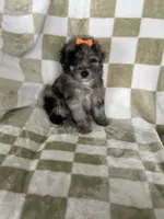 Luna, a female Poodle - Toy  for sale in Fort Myers, FL – 7 of 7