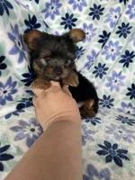 Teacup Peanut , a male Yorkshire Terrier for sale in Fort Myers, FL – 4 of 8