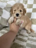 Nova, a male Miniature Goldendoodle for sale in Fort Myers, FL – 2 of 7