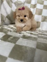 Stella , a female Poodle - Toy  for sale in Fort Myers, FL – 4 of 7