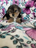 Alfie, a male Yorkshire Terrier for sale in Fort Myers, FL – 4 of 8