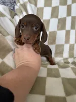 Churro, a male Miniature Dachshund for sale in Fort Myers, FL – 4 of 9