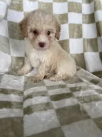 Enzo, a male Poodle - Toy  for sale in Fort Myers, FL – 6 of 7