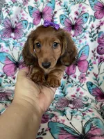Sadie, a female Miniature Dachshund for sale in Fort Myers, FL – 8 of 8