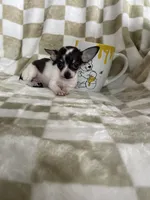 Teacup Leah , a female Chihuahua for sale in Fort Myers, FL – 4 of 9