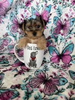 Millie , a female Yorkshire Terrier for sale in Fort Myers, FL – 7 of 8