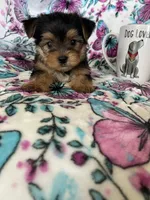 Benny, a male Yorkshire Terrier for sale in Fort Myers, FL – 8 of 8