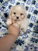 Chowder, a male Shihpoo for sale in Fort Myers, FL – 3 of 7