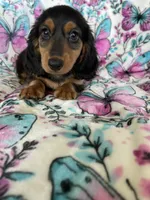 Murphy, a male Miniature Dachshund for sale in Fort Myers, FL – 2 of 6