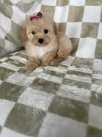 Stella , a female Poodle - Toy  for sale in Fort Myers, FL – 3 of 7