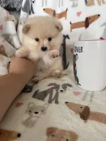 Teddy, a male Pomeranian for sale in Fort Myers, FL – 6 of 7