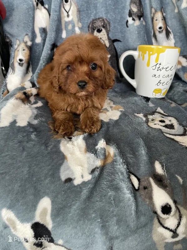 Chili – Cavapoo puppy for sale in Fort Myers, FL