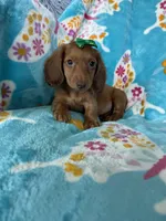 Dotty, a female Miniature Dachshund for sale in Fort Myers, FL – 6 of 7
