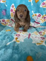 Toffee, a male Miniature Dachshund for sale in Fort Myers, FL – 2 of 7
