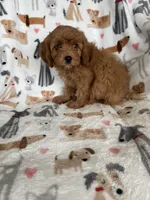 Rusty , a male Cavapoo for sale in Fort Myers, FL – 2 of 7