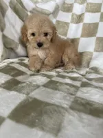 Ollie, a male Poodle - Toy  for sale in Fort Myers, FL – 7 of 7