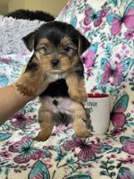 Benny, a male Yorkshire Terrier for sale in Fort Myers, FL – 2 of 8