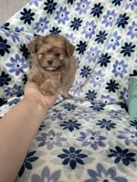 Gizmo, a male Shihpoo for sale in Fort Myers, FL – 3 of 9