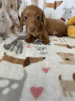 Rollo, a male Miniature Dachshund for sale in Fort Myers, FL – Photo 1 of 6