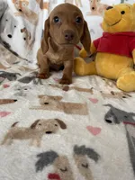 Rollo, a male Miniature Dachshund for sale in Fort Myers, FL – Photo 5 of 6