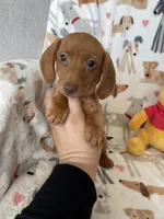 Rollo, a male Miniature Dachshund for sale in Fort Myers, FL – Photo 2 of 6