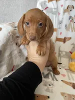 Rollo, a male Miniature Dachshund for sale in Fort Myers, FL – Photo 6 of 6